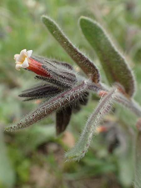 Alkanna tubulosa \ Rhrenfrmige Schminkwurz / Tubular Alkanet, Samos Mt. Ambelos 12.4.2017