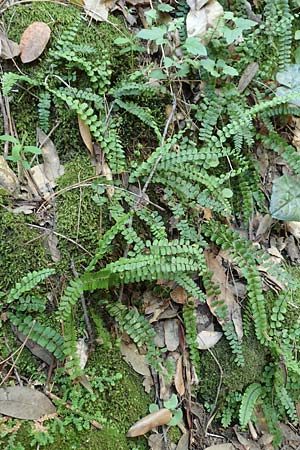 Asplenium trichomanes subsp. quadrivalens \ Tetraploider Brauner Streifenfarn, Gewöhnlicher Brauner Streifenfarn, Samos Ambelos 14.4.2017