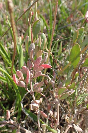 Halimione portulacoides \ Portulak-Keilmelde, Strand-Salzmelde / Sea Purslane, Samos Psili Ammos 16.4.2017