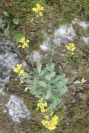 Aurinia saxatilis subsp. orientalis \ stliches Felsen-Steinkraut / Basket of Gold, Goldentuft Alyssum, Samos Kallithea 18.4.2017