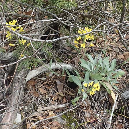 Aurinia saxatilis subsp. orientalis \ stliches Felsen-Steinkraut / Basket of Gold, Goldentuft Alyssum, Samos Kallithea 18.4.2017