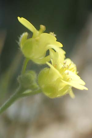 Aurinia saxatilis subsp. orientalis \ stliches Felsen-Steinkraut, Samos Kallithea 18.4.2017