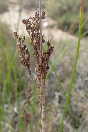 Juncus maritimus \ Strand-Binse / Sea Rush, Samos Psili Ammos 11.4.2017