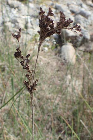 Juncus maritimus \ Strand-Binse / Sea Rush, Samos Psili Ammos 11.4.2017