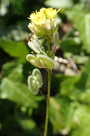 Biscutella didyma \ Einjhriges Brillenschtchen / Annual Buckler Mustard, Samos Stavrinides 14.4.2017