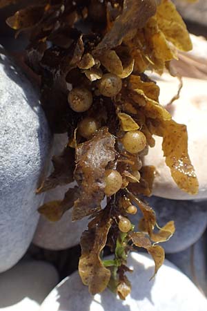 Sargassum muticum \ Japanischer Beeren-Tang, Samos Mykali 19.4.2017