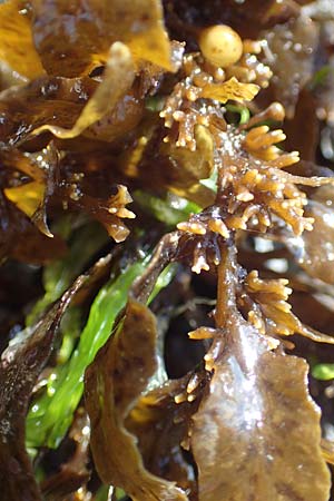 Sargassum muticum \ Japanischer Beeren-Tang, Samos Mykali 19.4.2017