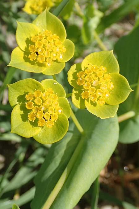 Bupleurum subovatum \ Lanzettblttriges Hasenohr, Samos Mykali 19.4.2017