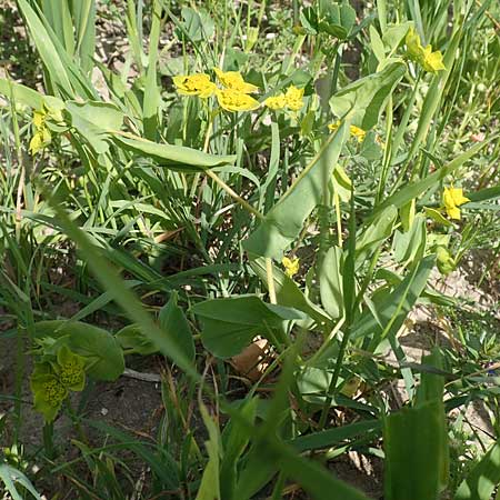 Bupleurum subovatum / Lance-Leaved Thorough-Wax, Samos Mykali 19.4.2017