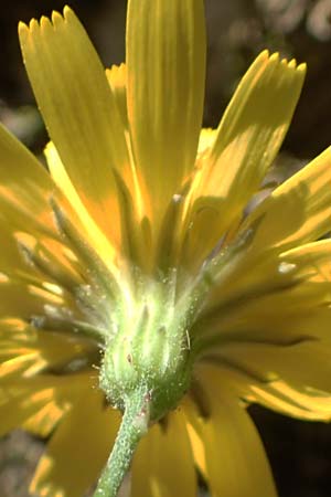 Crepis fraasii \ Fraas' Pippau / Fraas' Hawk's-Beard, Samos Potami 15.4.2017