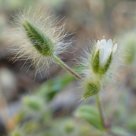 Cerastium comatum \ Haariges Hornkraut / Levantine Mouse-Ear, Samos Kallithea 18.4.2017