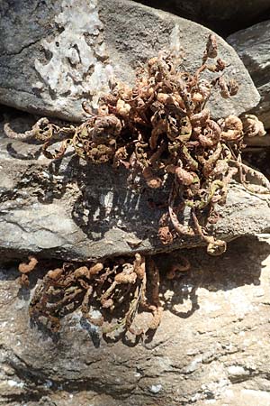 Asplenium ceterach \ Milzfarn, Schriftfarn / Rustyback, Scale Fern, Samos Zoodochos Pigi 11.4.2017