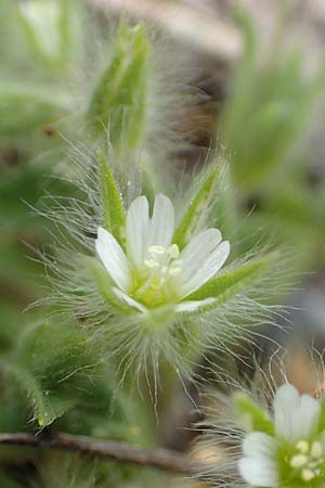 Cerastium comatum \ Haariges Hornkraut / Levantine Mouse-Ear, Samos Lazaros in Mt. Ambelos 12.4.2017