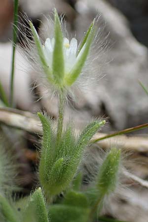 Cerastium comatum \ Haariges Hornkraut / Levantine Mouse-Ear, Samos Lazaros in Mt. Ambelos 12.4.2017