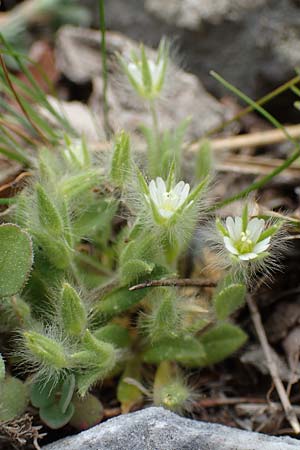 Cerastium comatum \ Haariges Hornkraut / Levantine Mouse-Ear, Samos Lazaros in Mt. Ambelos 12.4.2017