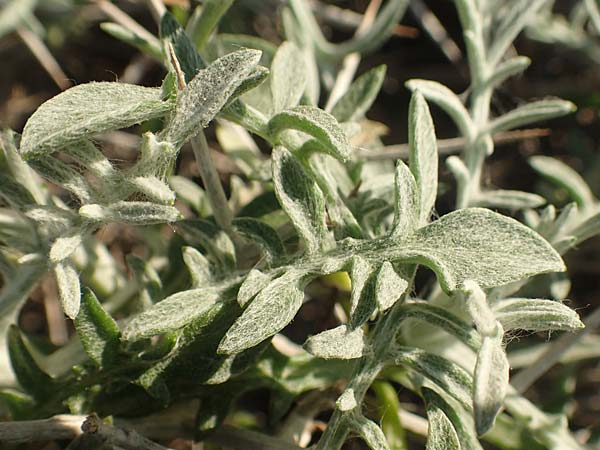 Centaurea spinosa \ Dornige Flockenblume / Prickly-Branched Centaury, Samos Potami 15.4.2017