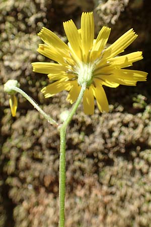 Crepis fraasii \ Fraas' Pippau / Fraas' Hawk's-Beard, Samos Potami 15.4.2017