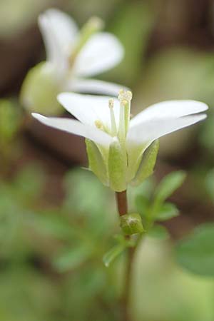 Cardamine graeca \ Griechisches Schaumkraut, Samos Mt. Ambelos 12.4.2017