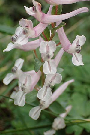 Corydalis integra \ Ganzrandiger Lerchensporn / Entire Corydalis, Samos Lazaros in Mt. Ambelos 12.4.2017