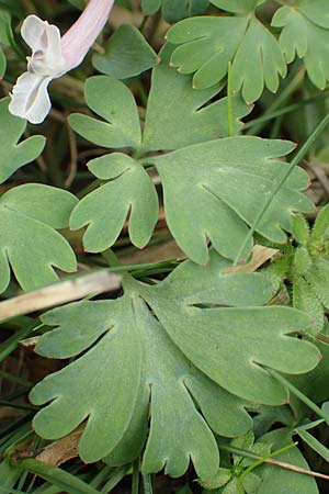 Corydalis integra \ Ganzrandiger Lerchensporn, Samos Lazaros in Mt. Ambelos 12.4.2017