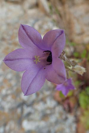 Campanula lyrata \ Leierfrmige Glockenblume / Rock Bellflower, Samos Potami 15.4.2017