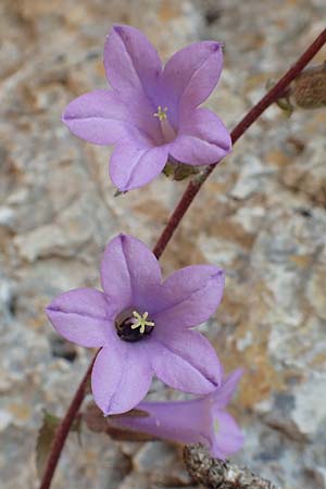 Campanula lyrata \ Leierfrmige Glockenblume / Rock Bellflower, Samos Potami 15.4.2017