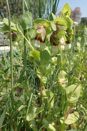 Cerinthe major \ Groe Wachsblume / Greater Honeywort, Samos Ireon 13.4.2017