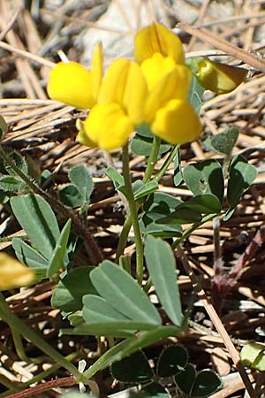 Coronilla glauca \ Blaugrne Kronwicke / Mediterranean Scorpion Vetch, Samos Kallithea 18.4.2017