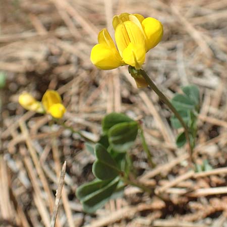 Coronilla glauca \ Blaugrne Kronwicke / Mediterranean Scorpion Vetch, Samos Kallithea 18.4.2017