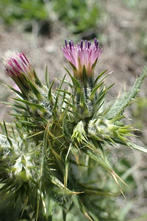 Carduus pycnocephalus \ Knuelkpfige Distel, Samos Mourtia - Strand 11.4.2017