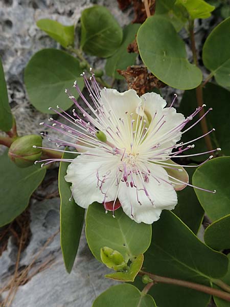 Capparis spinosa var. aegyptia \ gyptischer Kapernstrauch / Egyptian Caper, Samos Spatharei 17.4.2017