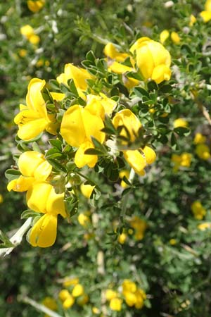 Calicotome villosa / Hairy Thorny Broom, Samos Mourtia - Beach 11.4.2017