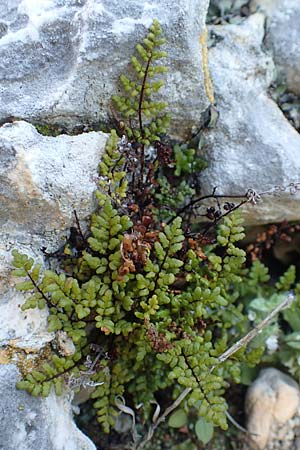 Oeosporangium pteridioides subsp. acrosticum \ Mauer-Pelzfarn, Mauer-Lippenfarn, Samos Limnionas 18.4.2017