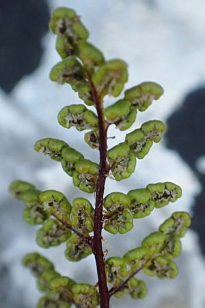 Oeosporangium pteridioides subsp. acrosticum \ Mauer-Pelzfarn, Mauer-Lippenfarn / Lip Fern, Samos Limnionas 18.4.2017