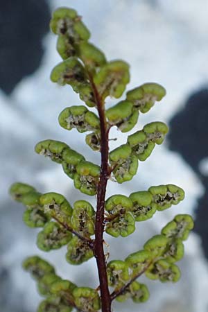 Oeosporangium pteridioides subsp. acrosticum / Lip Fern, Samos Limnionas 18.4.2017