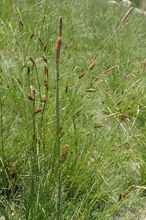 Carex hispida / Hispid Sedge, Samos Ireon 13.4.2017