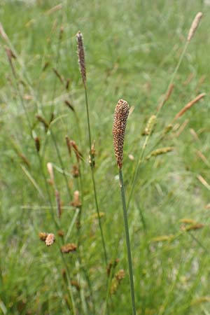 Carex hispida / Hispid Sedge, Samos Ireon 13.4.2017