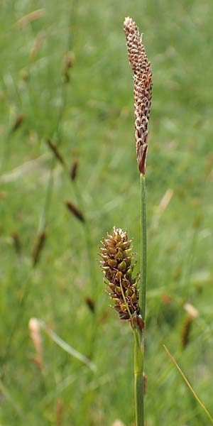 Carex hispida / Hispid Sedge, Samos Ireon 13.4.2017