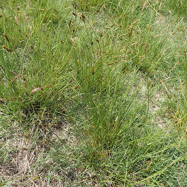 Carex hispida \ Steifhaarige Segge / Hispid Sedge, Samos Ireon 13.4.2017