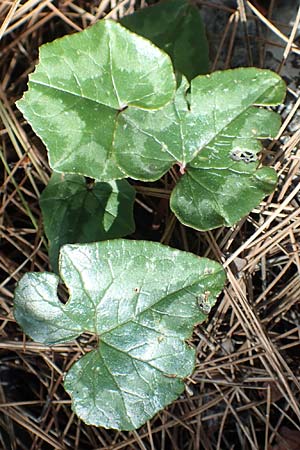 Cyclamen hederifolium \ Efeublttriges Alpenveilchen, Herbst-Alpenveilchen / Ivy-Leaved Cyclamen, Sowbread, Samos Kallithea 18.4.2017