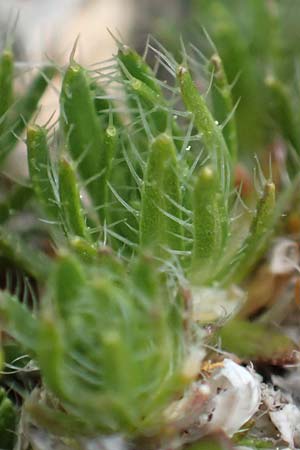 Draba heterocoma subsp. archipelagi / Mossy Whitlowgrass, Samos Lazaros in Mt. Ambelos 12.4.2017