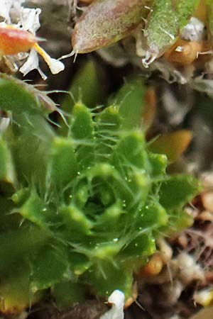 Draba heterocoma subsp. archipelagi \ Zwerg-Felsenblmchen / Mossy Whitlowgrass, Samos Lazaros in Mt. Ambelos 12.4.2017