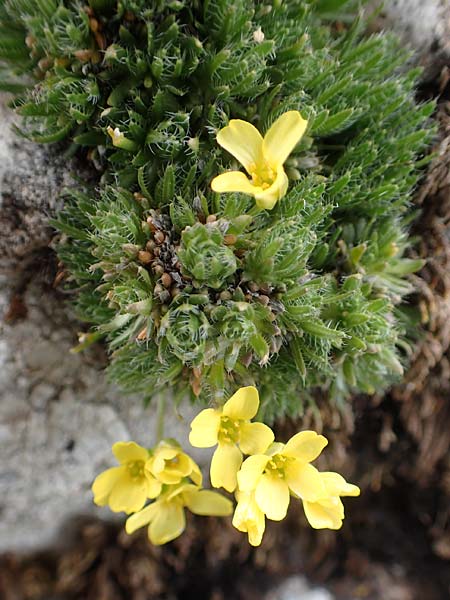 Draba heterocoma subsp. archipelagi \ Zwerg-Felsenblmchen / Mossy Whitlowgrass, Samos Lazaros in Mt. Ambelos 12.4.2017