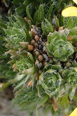 Draba heterocoma subsp. archipelagi \ Zwerg-Felsenblümchen / Mossy Whitlowgrass, Samos Lazaros in Mt. Ambelos 12.4.2017