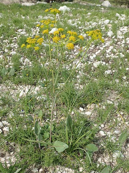 Ferulago humilis \ Niedrige Birkwurz, Samos Mytilini 10.4.2017