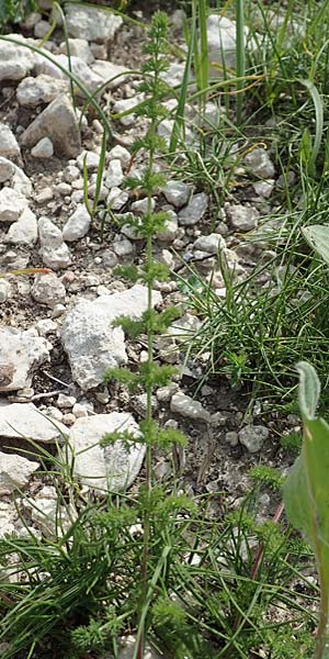 Ferulago humilis \ Niedrige Birkwurz / Low Fennel, Samos Mytilini 10.4.2017