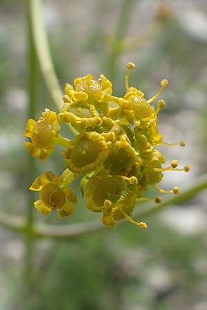 Ferulago humilis / Low Fennel, Samos Mytilini 10.4.2017