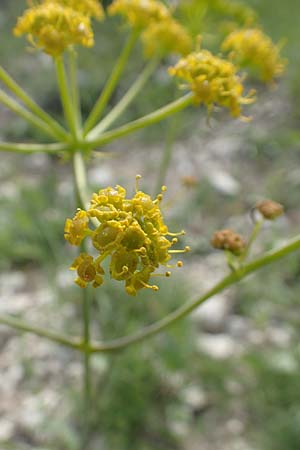 Ferulago humilis \ Niedrige Birkwurz / Low Fennel, Samos Mytilini 10.4.2017