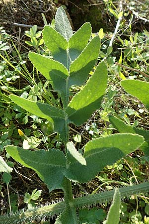 Opopanax hispidus \ Borstige Heilwurz / Hispid Sweet Myrrh, Samos Ambelos 14.4.2017