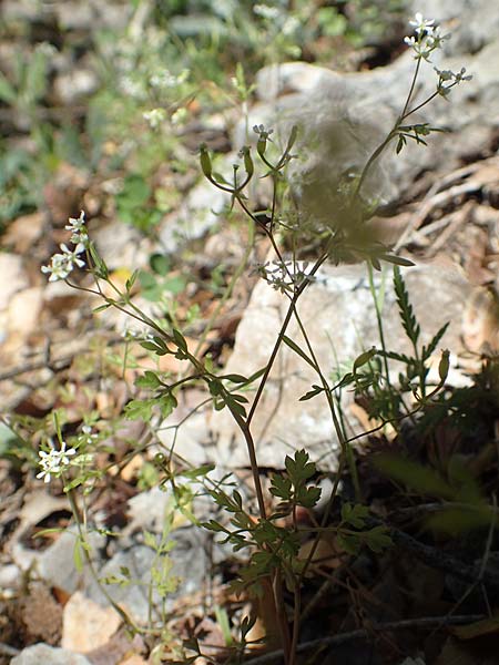 Anthriscus tenerrima \ Zarter Kerbel, Samos Kallithea 18.4.2017